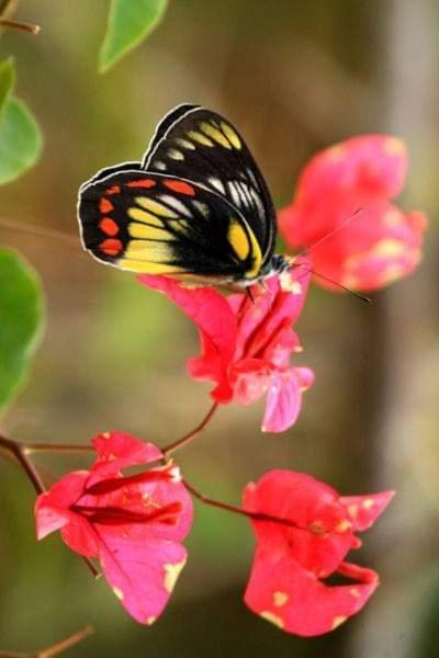 Gardenia Country Inn Tomohon Dış mekan fotoğraf